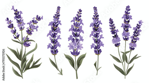 Lavender French flower. Lavanda stem Provence floral