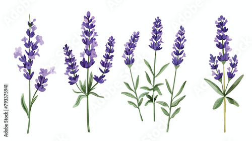 Lavender French flower. Lavanda stem Provence floral