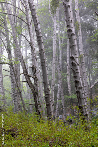 Trees in a forest in light fog