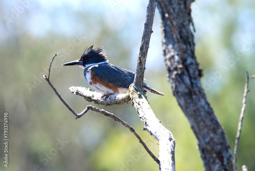 Belted Kingfisher perched in a tree.