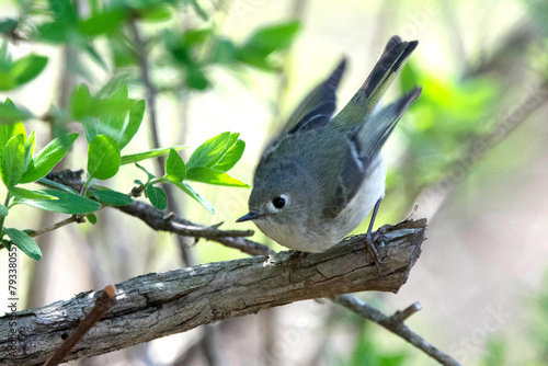 Female Ruby-crowned kinglet.