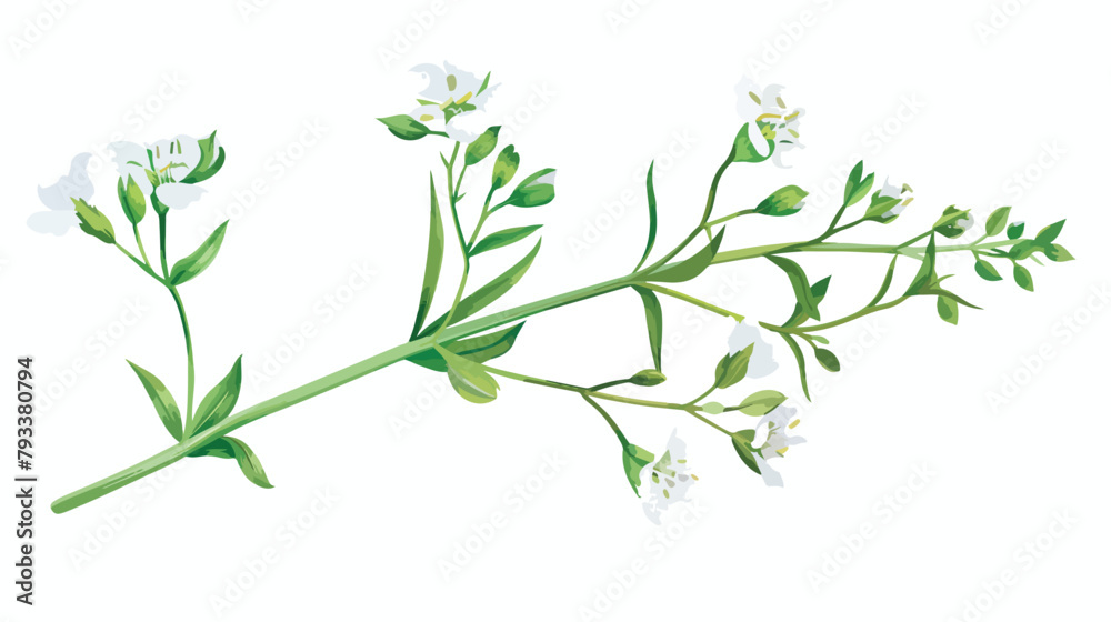 Shepherds purse flowers or inflorescences isolated on