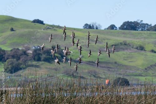 Long-billed Dowitchers flying over the wetlands at Ellis Creek Water Recycling Facility photo