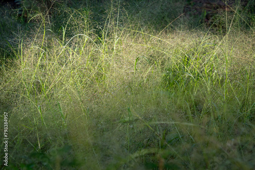 Panicum capillare plants that are dense and exposed to dew drops in the morning
 photo