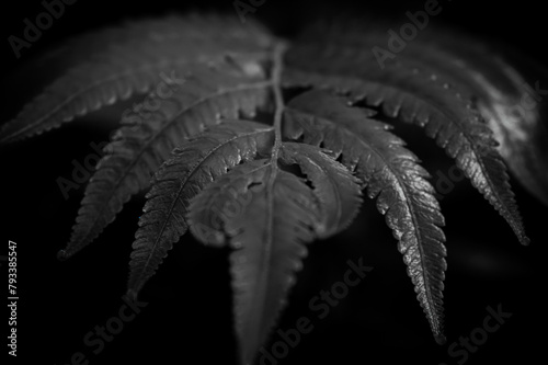close up of green dryopteris affinis fern leaves in garden, abstract background photo