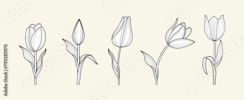  Hand drawn set of tulips branches. Tulip Flower isolated on white paper background. vector illustration.