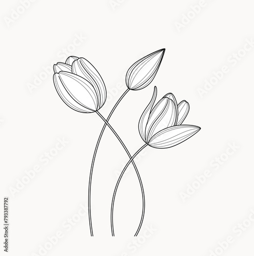 Hand drawn set of tulips branches. Tulip Flower isolated on white background. vector illustration