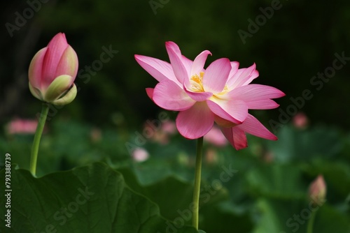 Lotus in Bloom