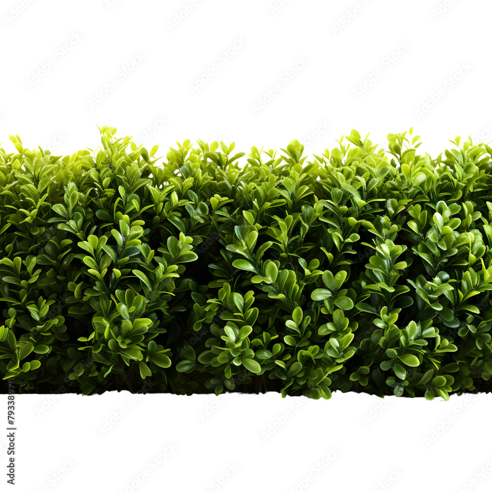 foliage of green bushes for decoration