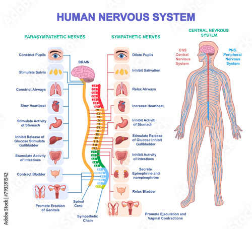 Human Nervous System Diagram. Medical infographic with sympathetic and parasympathetic nerves connected to organs, brain and spinal cord. Cartoon flat vector illustration isolated on white background photo