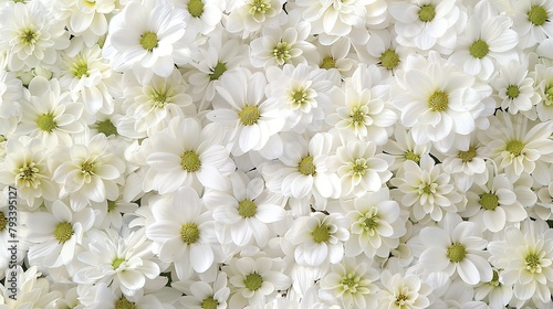 Top view of a delightful array of white flowers forming an artistic frame perfect for Mother s Day birthdays Valentine s Day weddings or any joyous occasion greeting card © 2rogan
