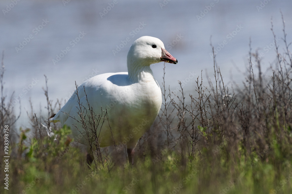 Ross's Goose near the edge of a pond at Ellis Creek Water Recycling Facility Ross's Goose near the edge of a pond at Ellis Creek Water Recycling Facility