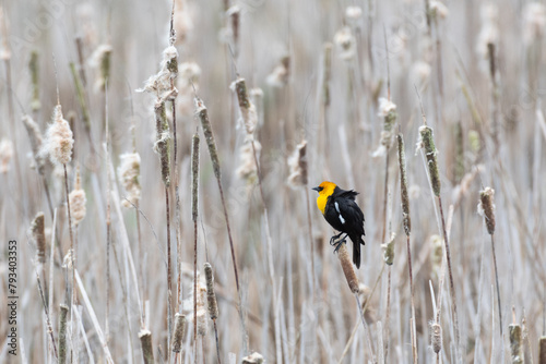 Yellow-headed Blackbird perching on a cattail in the wind at Ridgefield National Wildlife Refuge  photo