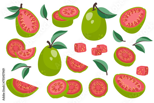 Set of guava isolated on white background. Fresh exotic fruits in peel  cut into circles  small cubes and slices. Healthy nutrition. Sweet tropical organic food. Vector illustration 