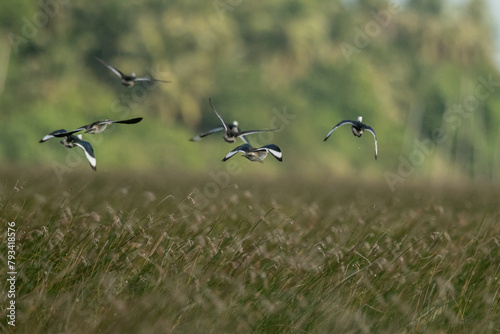  Cotton pygmy goose ducks in the migration season photo