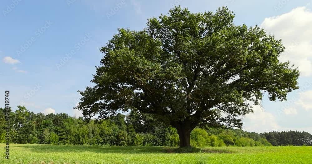 green oak in the summer season, a beautiful powerful oak with green foliage in sunny weather in summer green oak in the summer season, a beautiful powerful oak with green foliage in sunny weather in summer