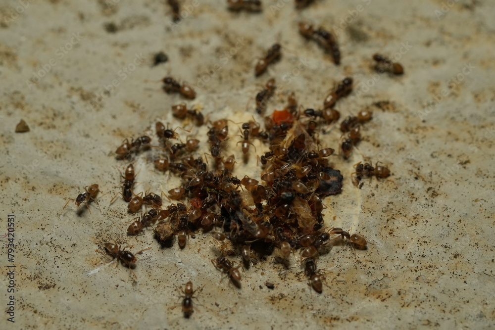 Tapinoma melanocephalum, commonly known as the ghost ant, is a species of small, dark-colored ant that is found in tropical and subtropical regions around the world.|黑頭慌蟻 Tapinoma melanocephalum, commonly known as the ghost ant, is a species of small, dark-colored ant that is found in tropical and subtropical regions around the world.|黑頭慌蟻
