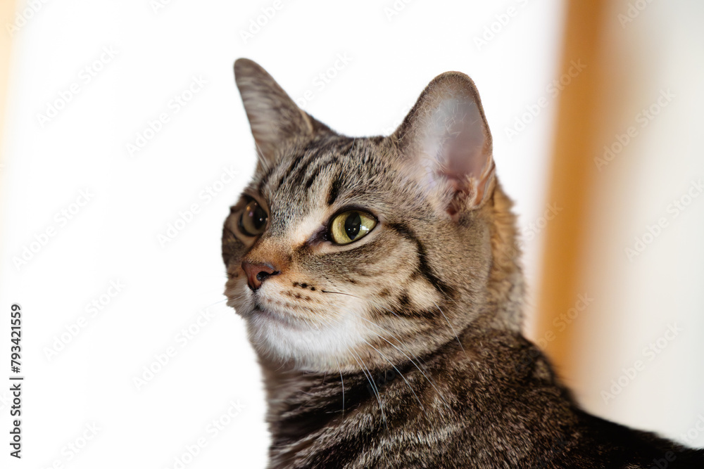 Selective focus close up of a house cat living domestic life copy space background image
