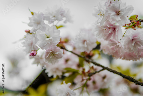 Cherry Blossom Flower in spring