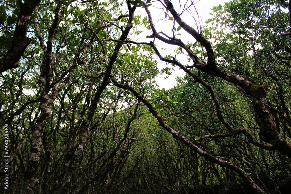 Dense mangrove forest in Amami Oshima Island Dense mangrove forest in Amami Oshima Island
