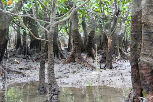 Mangroves grow on the coastal land by brackish water