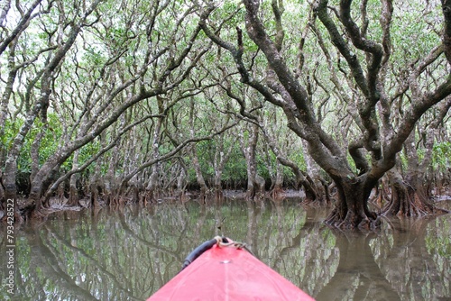 Kayaking the calm water of the mangrove forest river in Amami Oshima Island