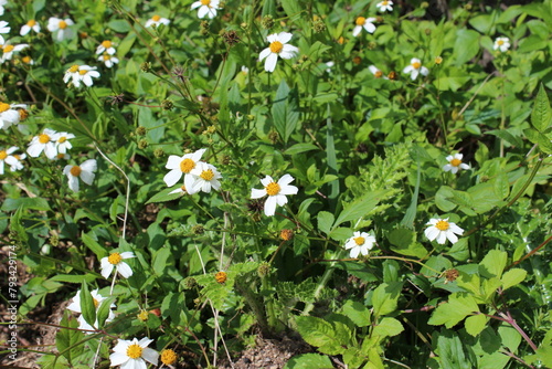 Small white flowers grow and bloom on the sunny road side slope