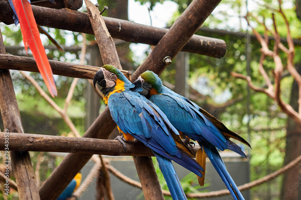 Obraz premium Bioparque do Rio de Janeiro