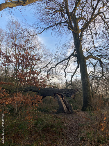 Dollis Brook in North London, England, UK photo