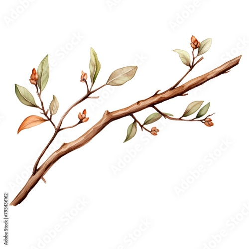 Watercolor branch with leaves and buds. Hand drawn illustration isolated on white background.