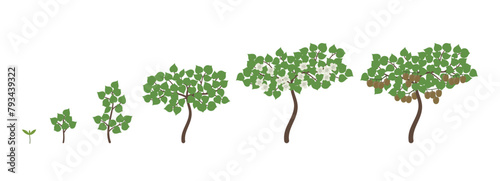 Kiwifruit growth stages. Kiwi ripening period progression. Life cycle animation chinese gooseberry plant seedling. Vector illustration. © ilyakalinin
