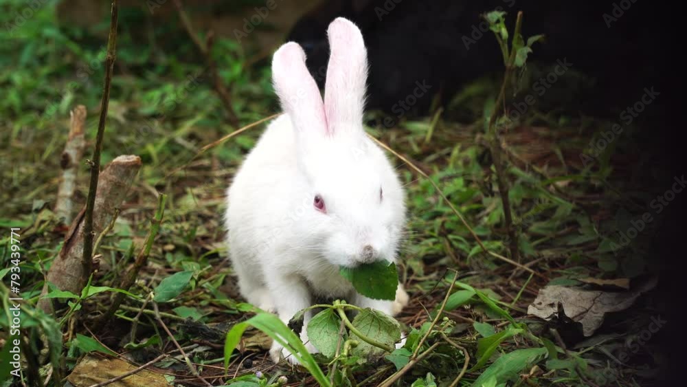 White rabbit is eating and chewing green leaves of plants. Focus selected, background blurred