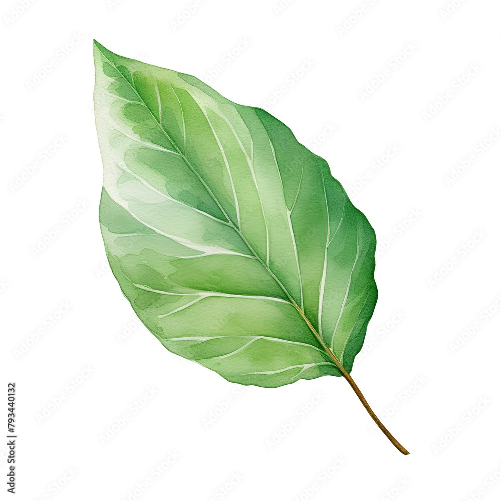 Fototapeta premium Watercolor green leaf isolated on white background. Hand drawn illustration.