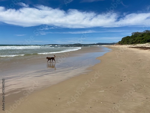 beach dog Australia