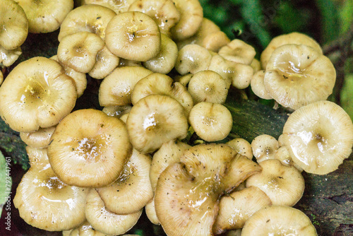 Austral Honey mushrooms