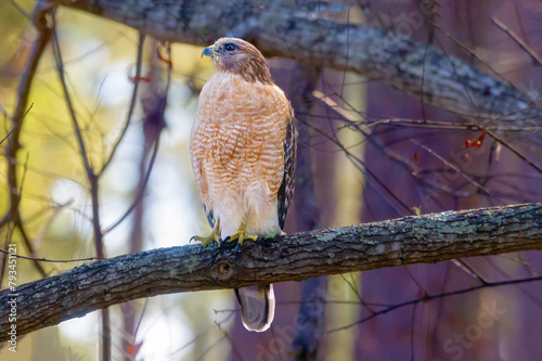 Red shouldered hawk perched on oak tree limp looking intently photo