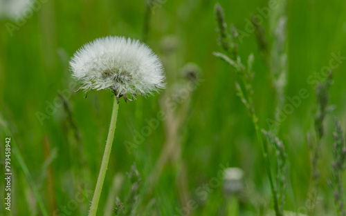 Ethereal Dandelion Wish in the Breeze