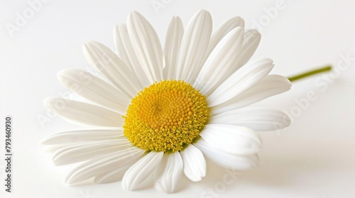 Close up of a white daisy with a bright yellow center set against a white backdrop