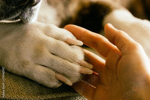 Dog's paw in woman's hand Human animal friendship, unity, love, care. Domestic dog is giving hand to owner. Affection and deep connection. Best friend