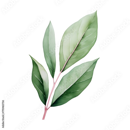 Green laurel leaves isolated on white background. Watercolor illustration.