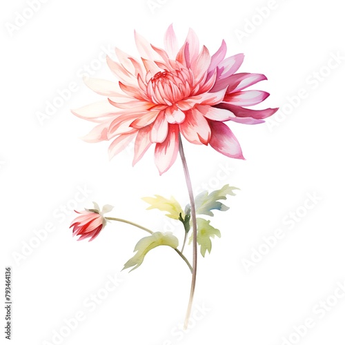 Watercolor illustration of a pink chrysanthemum flower.