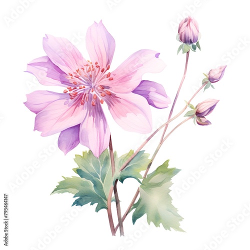 Beautiful vector image with nice watercolor anemone bouquet