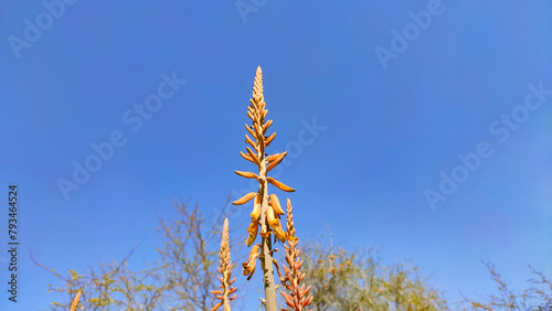 Beautiful blossoming Aloe Vera plant flowers with blue sky, close up view