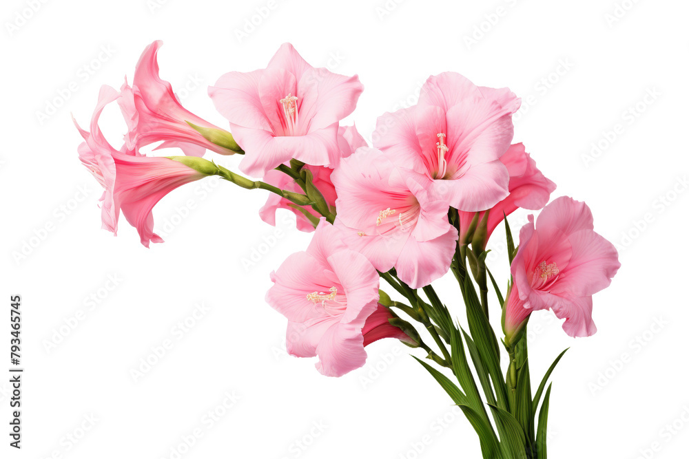 Delicate Pink Gladiolus Flowers Isolated on White Delicate Pink Gladiolus Flowers Isolated on White