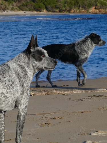Day at the beach with the dogs