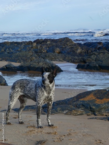 Day at the beach with the dogs