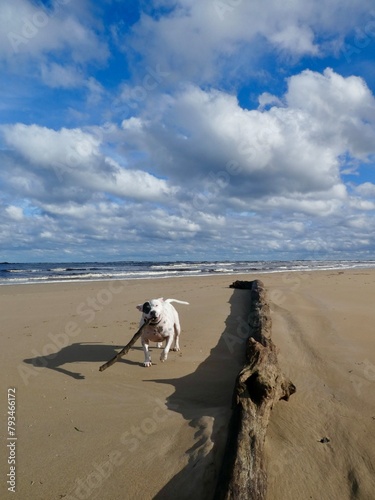 Day at the beach with the dogs