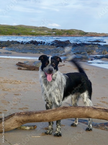 Day at the beach with the dogs