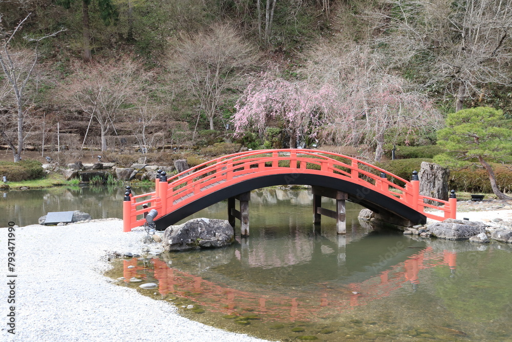 藤原の郷の風景。桜咲く日本庭園の池と赤い橋。