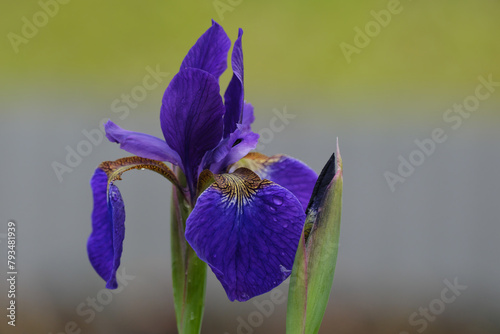 美しい菖蒲の花